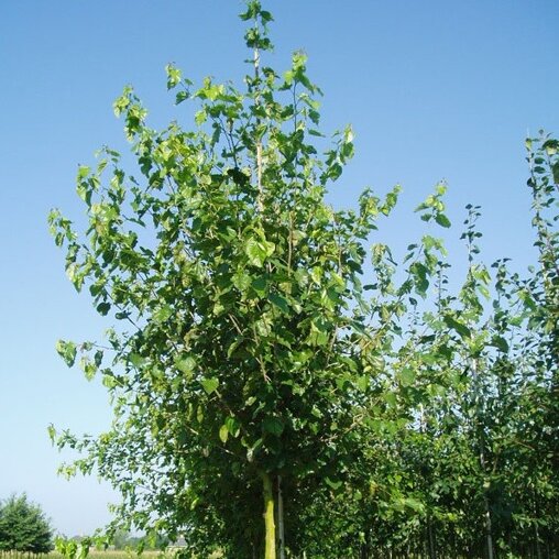 Morus alba 'Macrophylla'